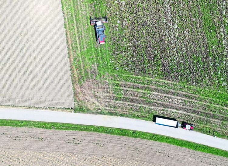 Eine Straße führt an einem Feld entlang. Am Rand parkt ein Traktor mit Anhänger während am Feld ein Mähdrescher unterwegs ist. 