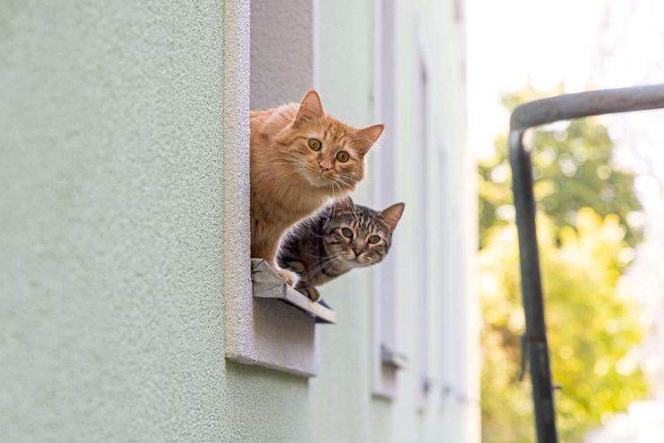 Zwei Katzen schauen aus dem Fenster eines Gebäudes.