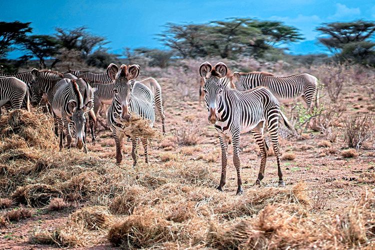 Zebras, Elefanten und Löwen leben im kenianischen Schutzgebiet Kasigau, für dessen Aufforstung westliche Unternehmen in Namen der CO2-Kompensation Geld bezahlen.
