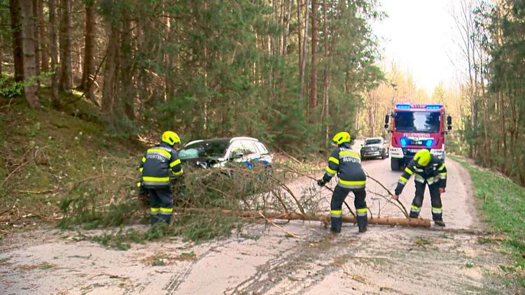 Sturmböen sorgen in Teilen Österreichs seit Montagfrüh für Verkehrsbehinderungen durch umgestürzte Bäume