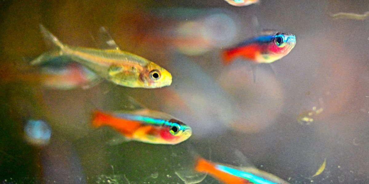 Pro & Kontra: Aquarium - Mehr Lifestyle - derStandard.at › Lifestyle
