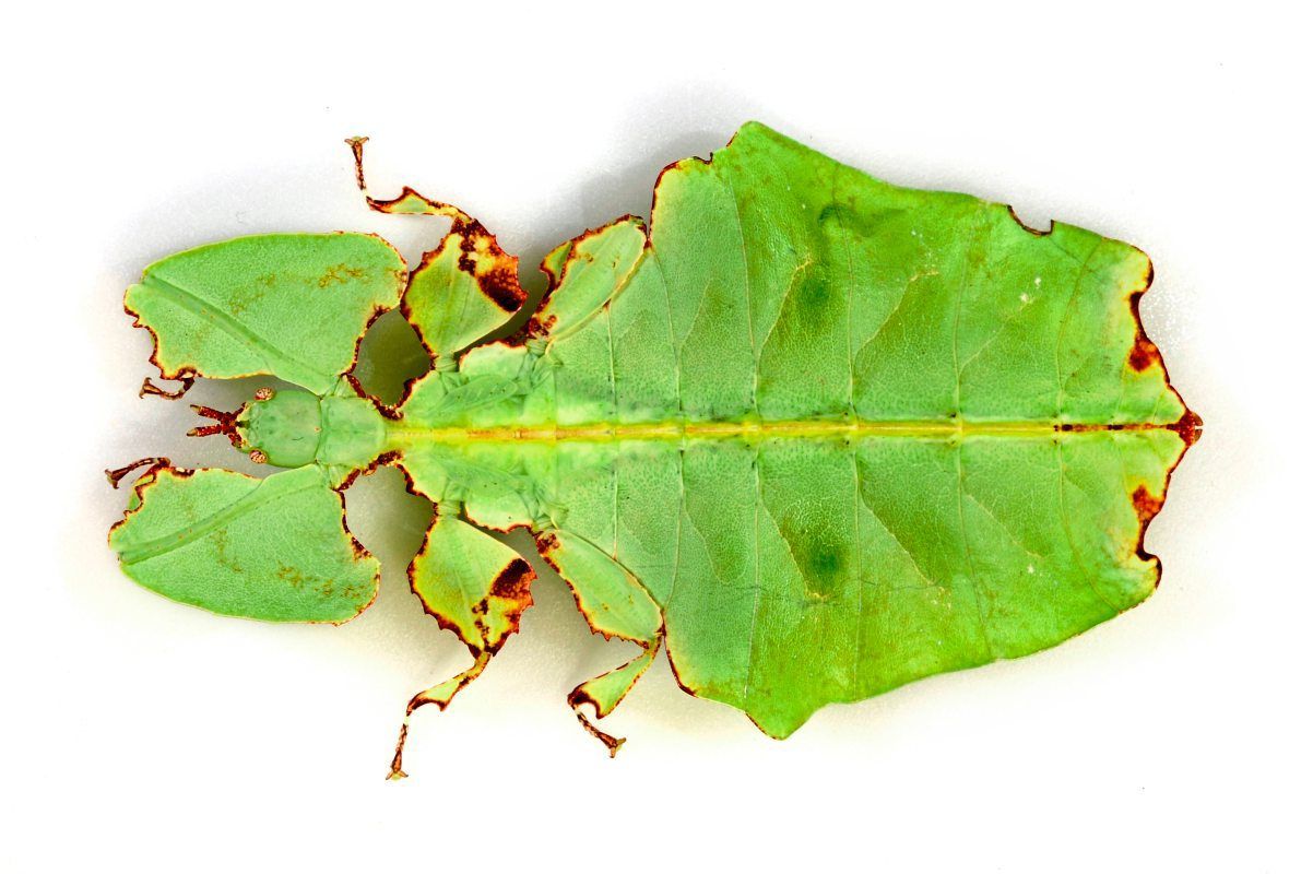 Den Geheimnissen der Wandelnden Blätter auf der Spur Natur derStandard.at › Wissenschaft