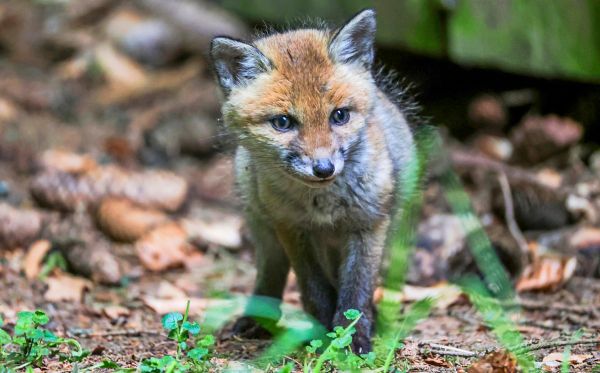 Pelzindustrie-im-freien-Fall-85-Prozent-weniger-get-tete-Tiere-als-vor-zehn-Jahren