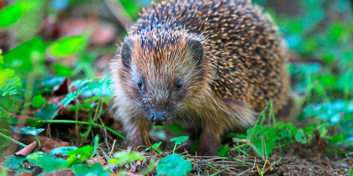 Ältester Igel der Welt erstaunt durch seine Langlebigkeit - Natur ...