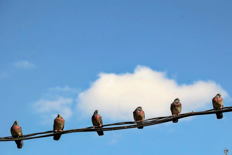 Der Magnetsinn von Tauben dürfte im Gleichgewichtsorgan sitzen