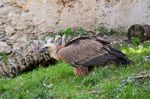 Mehrere vergiftete Gänsegeier im Lesachtal entdeckt 6bc58adf abb6 49ad 834e 0ae957aa9628