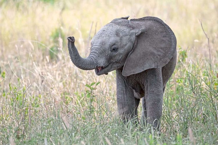 Babyelefant