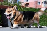 Hunde und Katzen in der EU müssen gechippt werden