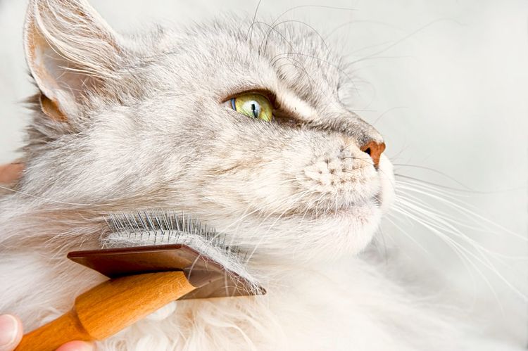 Eine weiße Maine Coon-Katze wird mit einer kleinen Bürste aus Metall mit Holzgriff gebürstet