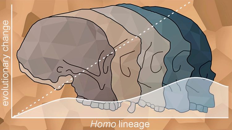 Diagramm, das die evolutionären Veränderungen in der Homo-Linie zeigt. Es sind fünf stilisierte Schädel dargestellt, die von links nach rechts eine Entwicklung zu größeren und runderen Schädelformen zeigen. Die vertikale Achse ist mit „evolutionary change“ und die horizontale Achse mit „Homo lineage“ beschriftet. Linien zeigen den Verlauf der Entwicklung. Hintergrund in beige-braunen Tönen.