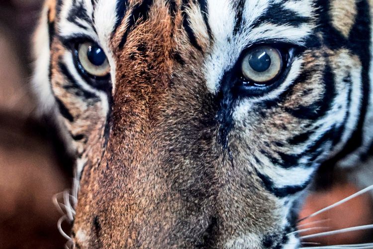 Nahaufnahme eines Sumatra-Tigers mit eindringlichem Blick. Die Augen und das gestreifte Fell des Tigers sind deutlich sichtbar.