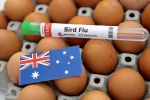 Behörden in Australien melden ersten Vogelgrippe-Fall auf Festland Die Krankheit wurde bei einem Zugvogel im Westen des Landes festgestellt. Dies sei zwar "enttäuschend", komme aber nicht unerwartet, so die Landwirtschaftsministerin