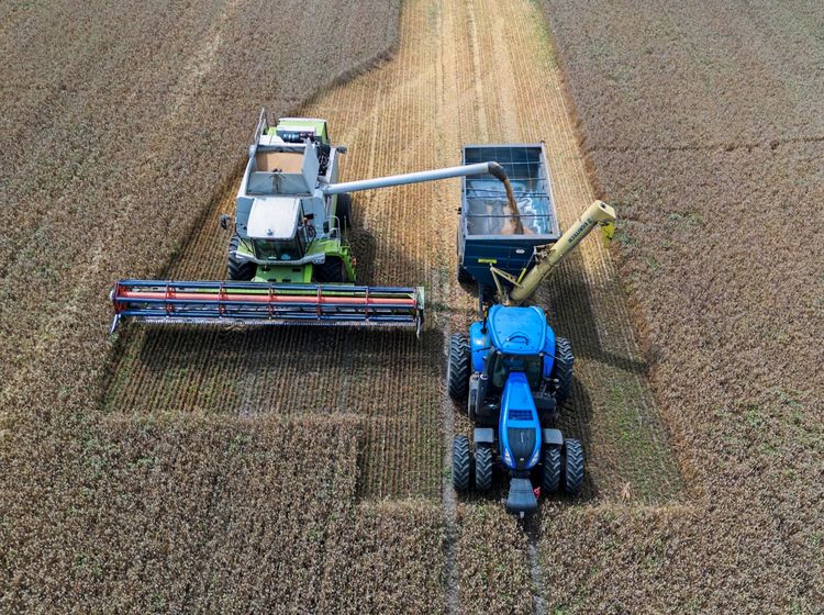 Landwirtschaftsmaschinen bei der Ernte: Ein Mähdrescher entlädt Getreide in einen Anhänger, der von einem blauen Traktor gezogen wird. Aufnahme aus der Vogelperspektive auf einem Getreidefeld.