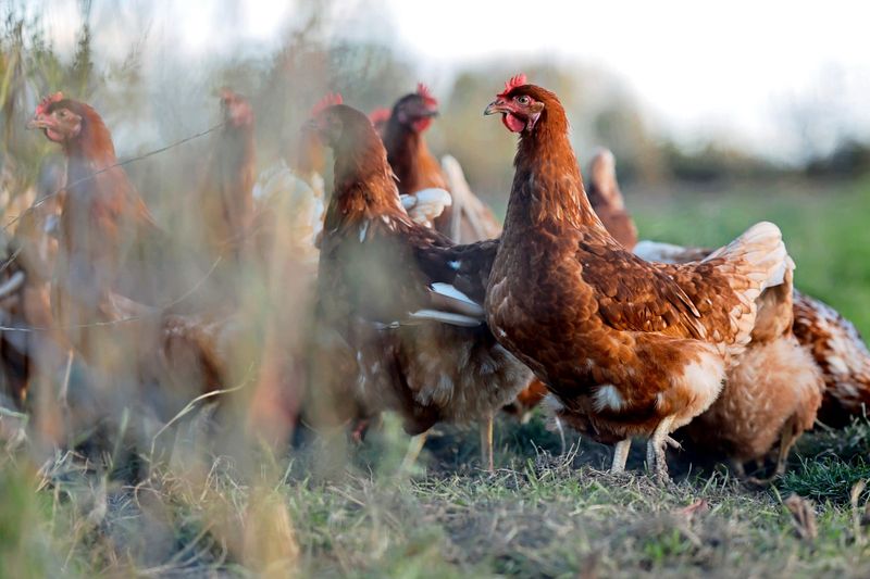 Vogelgrippe: Stallpflicht fällt ab Samstag in ganz Österreich