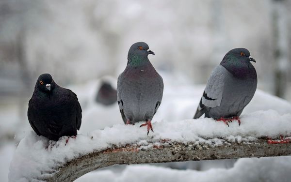 Tr-bster-Februar-der-vergangenen-acht-Jahre