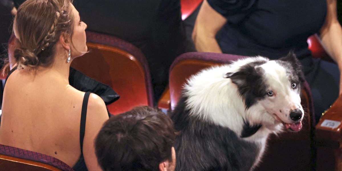 How the dog Messi delighted and deceived everyone at the Oscars – KulturGlosse