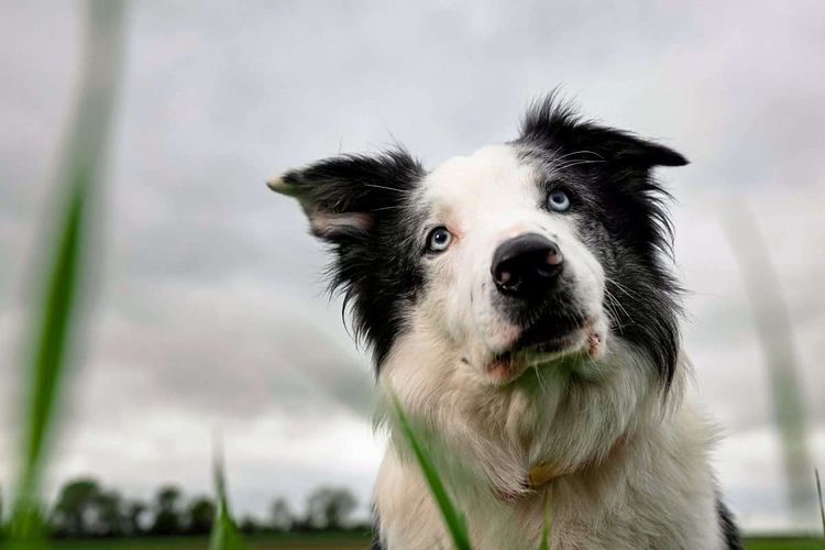 Border Collie