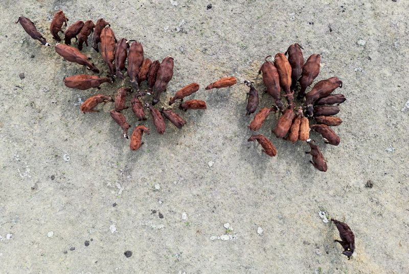 Klimakrise kann Weideflächen bis 2100 halbieren