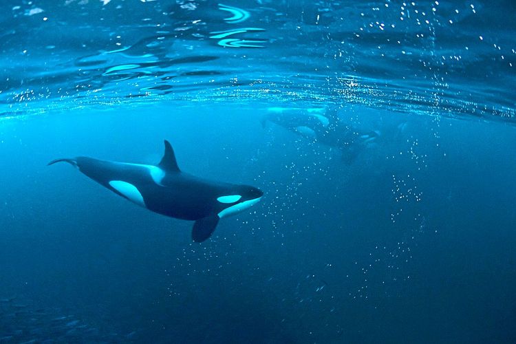 Orcas schwimmen unter Wasser