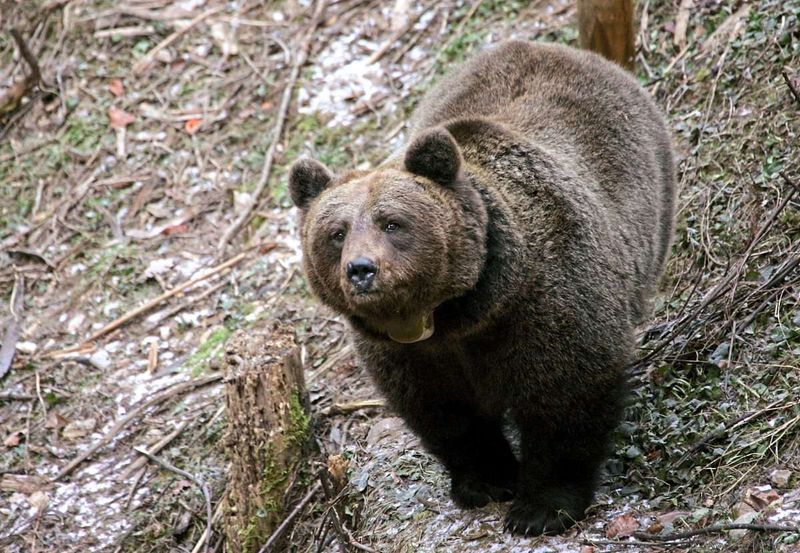 Italien erwägt Sterilisierung von Bären im Trentino