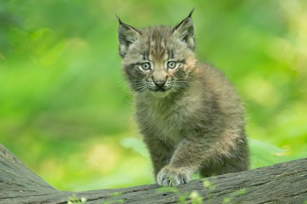 Luchs-Drillinge-im-Tiergarten-Sch-nbrunn-geboren