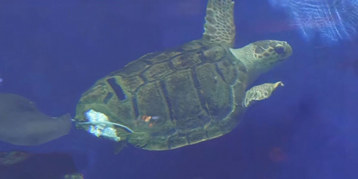 Erste Schildkröte mit 3D-gedruckter Panzerprothese ist heute fit wie noch nie