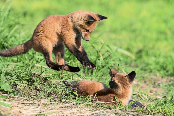 F-r-Kinder-erkl-rt-Tiere-die-uns-in-der-Stadt-begegnen