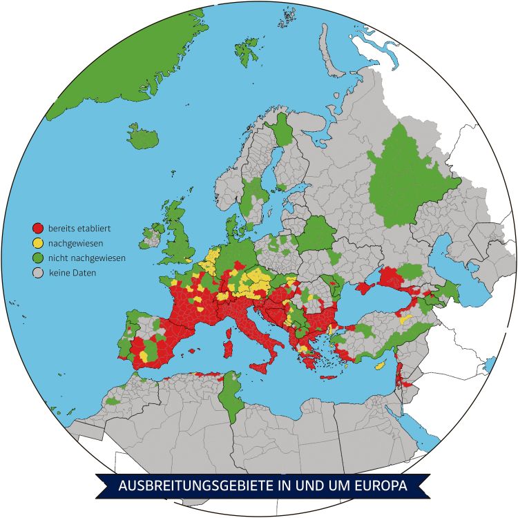 Karte Verbreitung Tigermücke in Europa