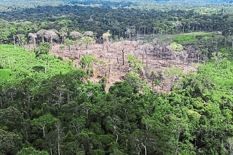 Foto von einem Hubschrauber aufgenommen zeigt inmitten des Waldes eine Fläche der Abholzung in Brasilien. 