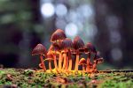 Psilocybin in der Depressionsbehandlung