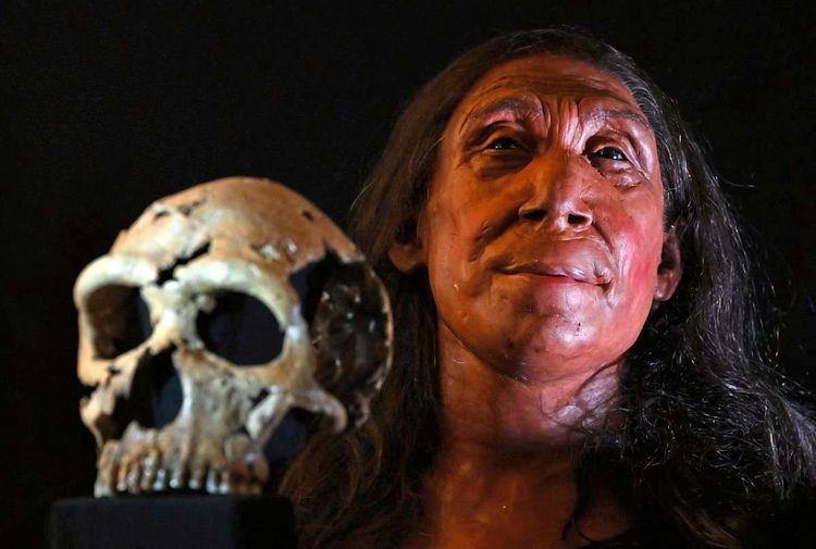 Schädel eines Neanderthalers und die Rekonstruktion eines Gesichts daraus