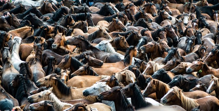 Curro das Bestas in Sabucedo / Galicia (über 300 Wildpferde)