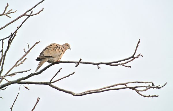 Freie-Sicht-f-rs-Vogerlschauen