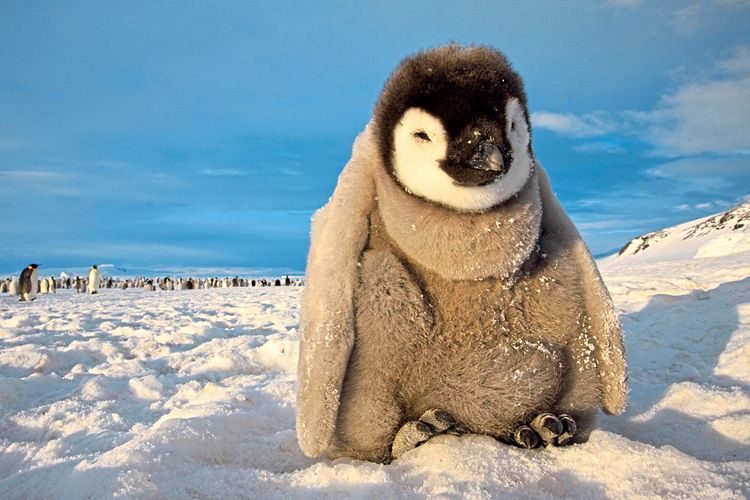 Ein Pinguinjunges in im Rossmeer im Südlichen Ozean vor Antarktika