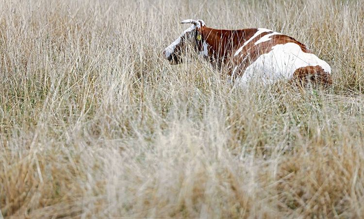 Kuh auf ausgetrockneter Weide
