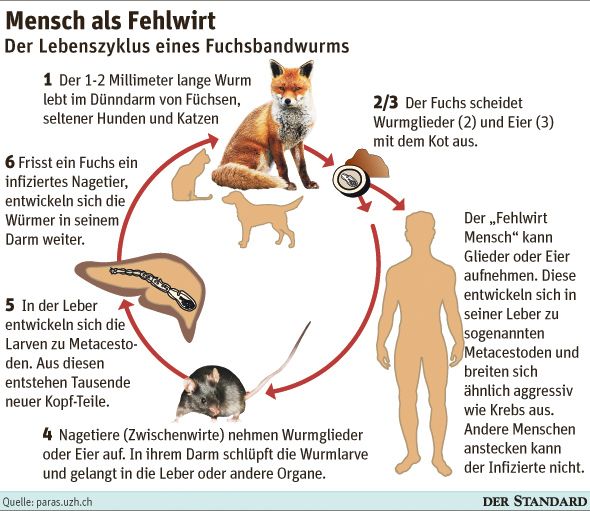 Warum man Hunde nicht küssen soll - Erkrankungen & Therapie ...