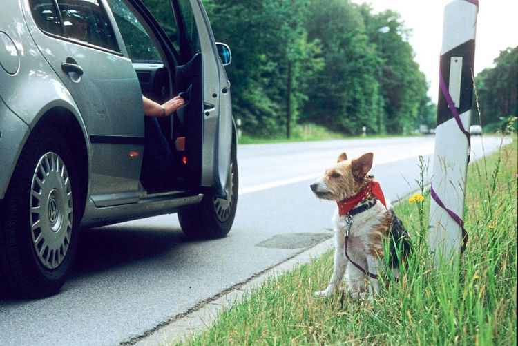 Ein neben der Straße sitzender Hund ist an einem Pfosten angebunden - vor ihm bleibt ein Auto stehen und die Tür öffnet sich gerade.