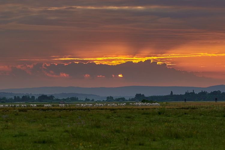 Sonnenuntergangsstimmung über dem Neusiedler - Seewinkel mit den Steppenrindern, die zur Erhaltung des Landschaftsbildes beitragen. © Helmut Bayrhammer