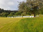Eiweißquelle der Zukunft: Beißen wir bald ins Gras?