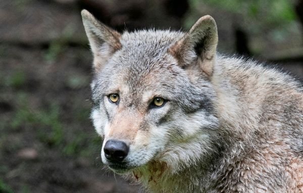 WWF-kritisiert-neue-Regeln-f-r-Wolfsabschuss-in-Nieder-sterreich-massiv