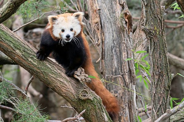 Neues-Rotes-Panda-Weibchen-im-Tiergarten-Sch-nbrunn
