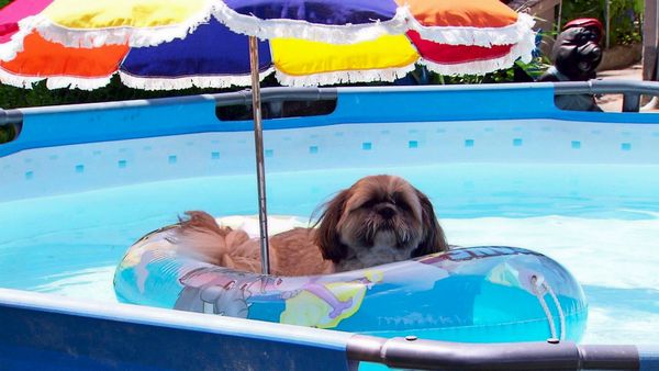 Ed-Moschitz-auf-den-Hund-gekommen-ORF-Schauplatz-ber-Tiere-als-Freund-Helfer-Retter