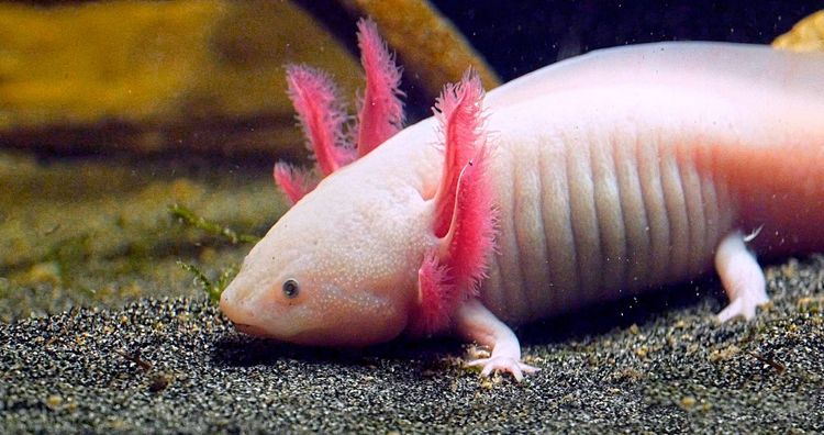 Rosafarbenes Axolotl