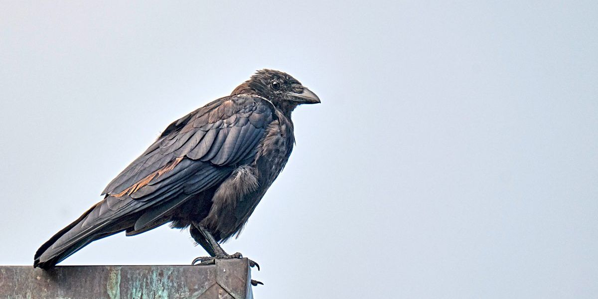 Krähen, die mit Steinen werfen Natur derStandard.at › Wissenschaft