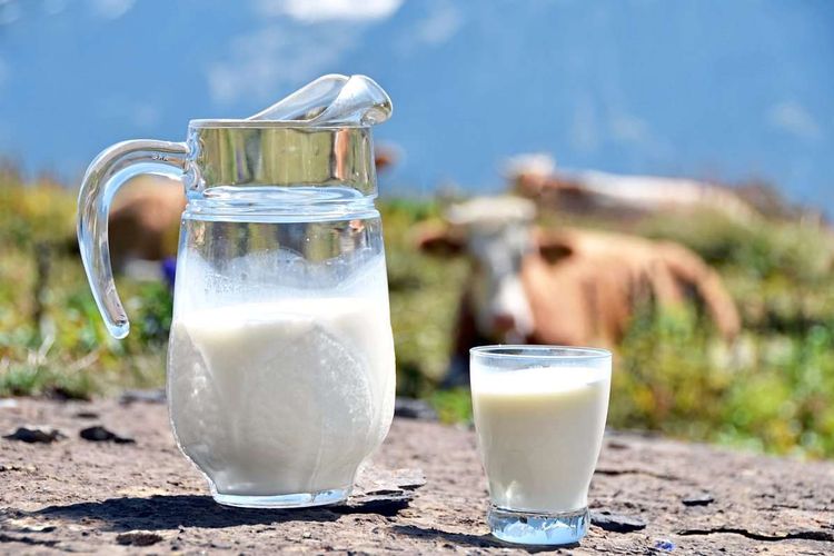 Jug of milk against herd of cows. Jungfrau region, Switzerland model released