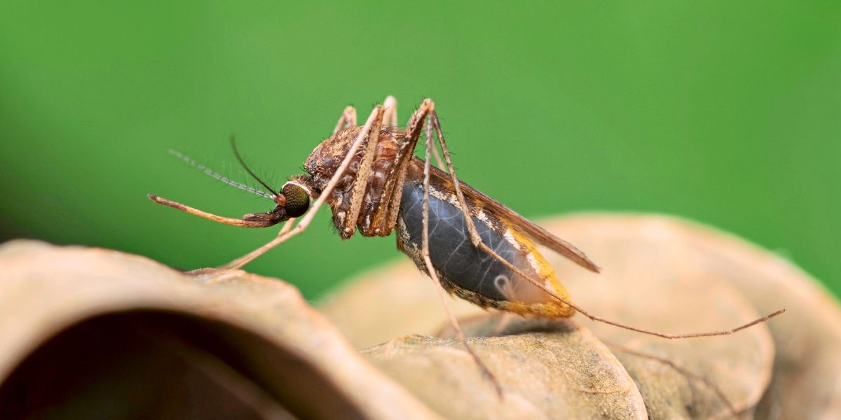Neu entdeckter Wirkstoff tötet Malaria-Parasiten direkt in Mücken