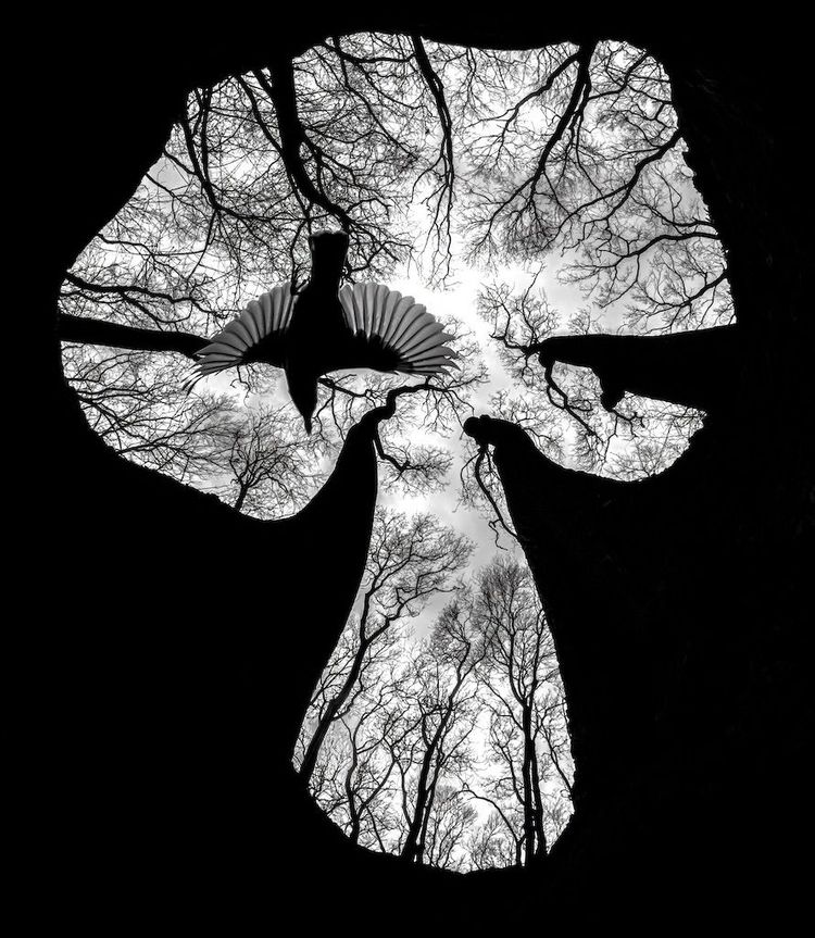 Mit diesem Foto eines Kleibers, aufgenommen aus einem hohlen Baum heraus, gewann der Ungar Csaba Daróczi den diesjährigen Fotowettbewerb 