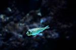 Der Kugelfisch als Urlaubsschreck 60bfd32b e5c7 4807 8d51 b8f1fe267803