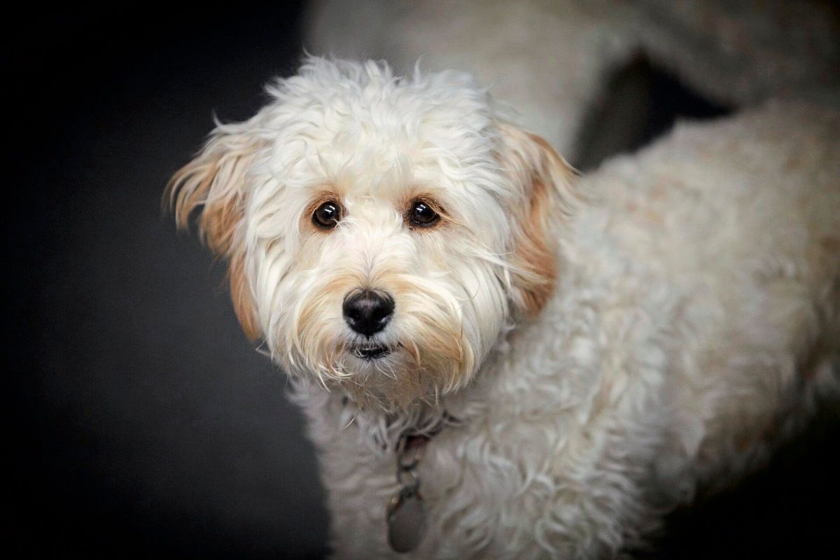 Image for Doodle-Hunde zeigen häufiger unerwünschtes Verhalten als ihre Elterntiere 