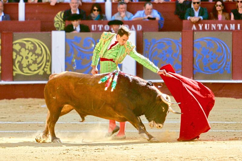 Tier tötete Helfer bei Vorbereitungen für Stierkampf zu Ehren Picassos